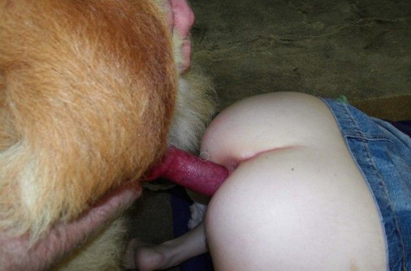 Gay bestiality amatuer