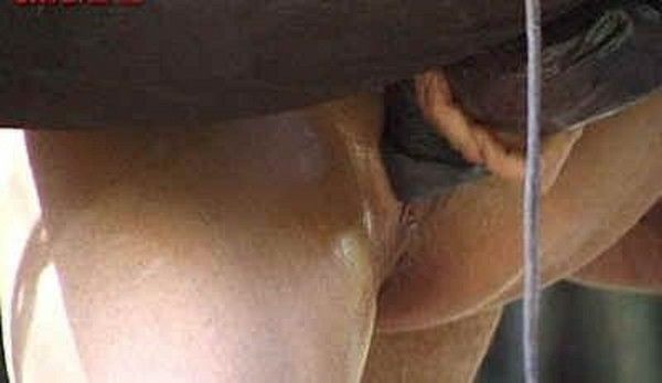 La Femme Lnorme Sexe Du Cheval La Pntration