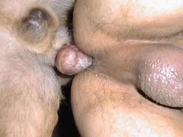 Homme qui baise son chien femelle
